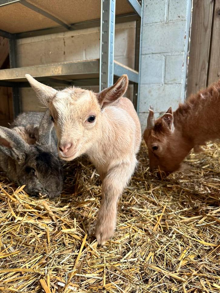 Dwerggeit Mieke, Dieren en Toebehoren, Schapen, Geiten en Varkens
