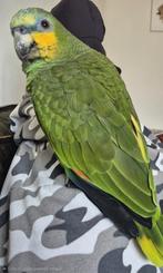 Amazone papegaai 2 jaar. Tam., Dieren en Toebehoren, Vogels | Parkieten en Papegaaien, Papegaai, Tam