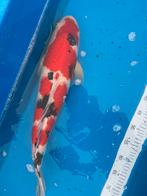 Mooie sanke 57 cm met certifcaat, Dieren en Toebehoren, Karper of Koi