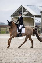 Te koop 7 jarige dressuurmerrie, Animaux & Accessoires, Chevaux, Cheval de dressage, M, Avec pedigree, 160 à 165 cm