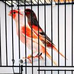 Je cherche un couple arlequin portugais 2025., Animaux & Accessoires