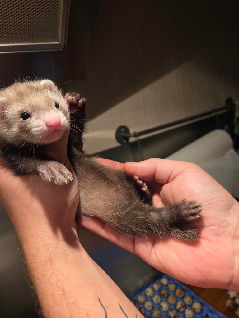 Un beau bélier à frettes moyennes aura lieu le 05/05 pendant, Mâle, Furet, Mars, Domestique