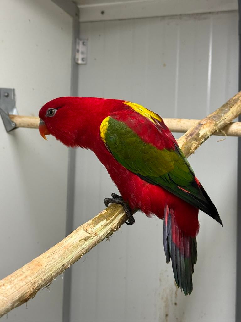 Lorie à cape jaune Lorie Lories, Animaux & Accessoires, Mâle, Perroquet, Bagué