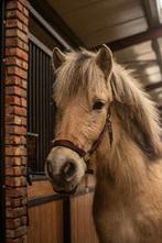 knappe fjord merrie, Animaux & Accessoires, Jument