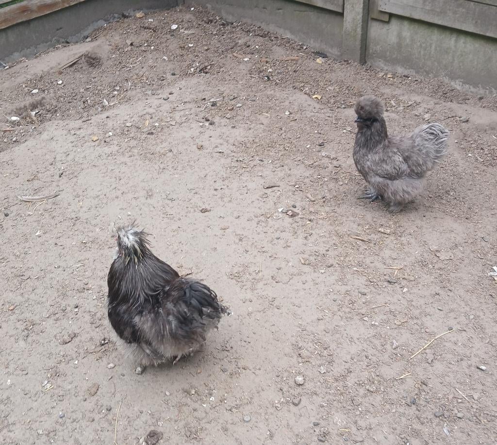 Koppel zijdehoenders te koop