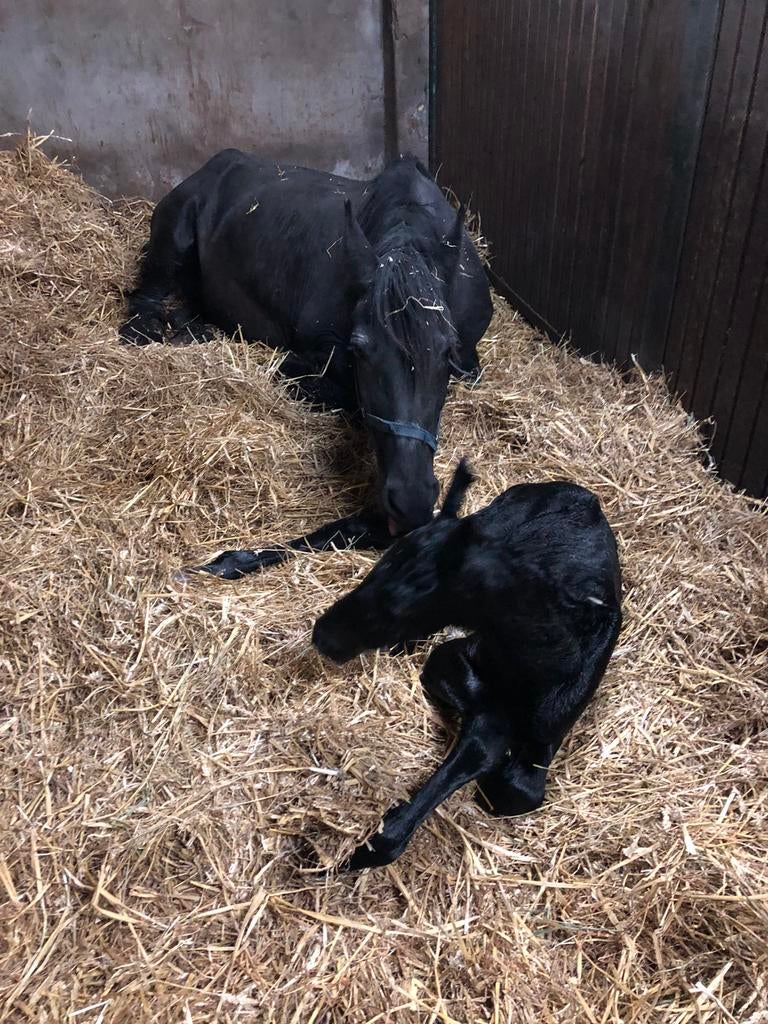 Te koop Friese hengst veulen 24/04/2026, Dieren en Toebehoren, Paarden en Pony's | Dekens en Dekjes, Ophalen