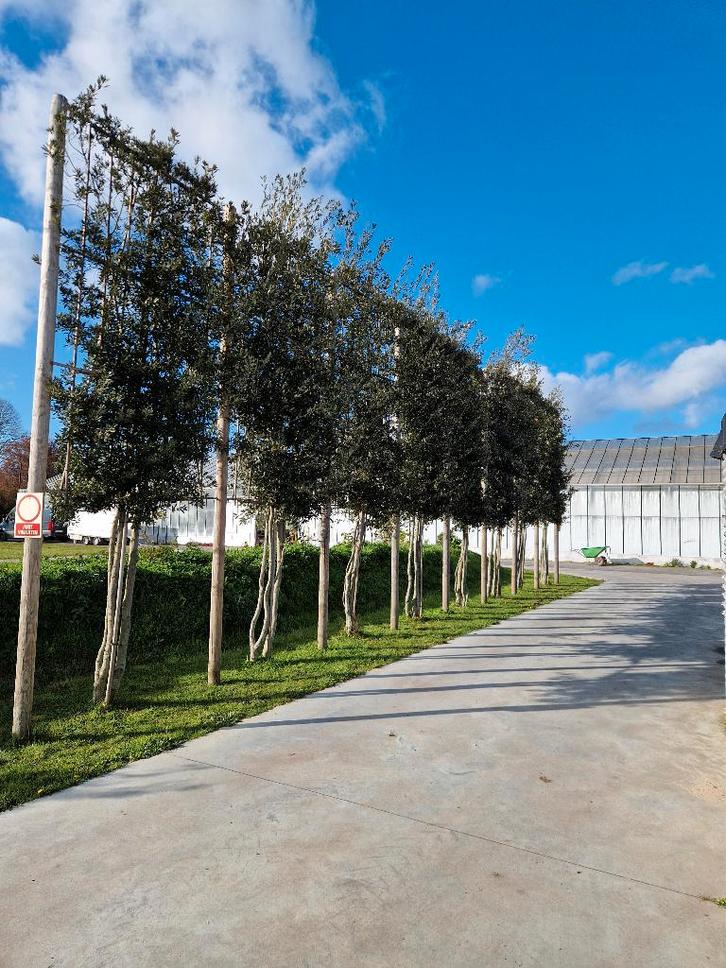 Leibomen steeneik (Quercus Ilex) wintergroen te koop, Tuin en Terras, Planten | Bomen, Leiboom, 400 cm of meer, Volle zon, Ophalen