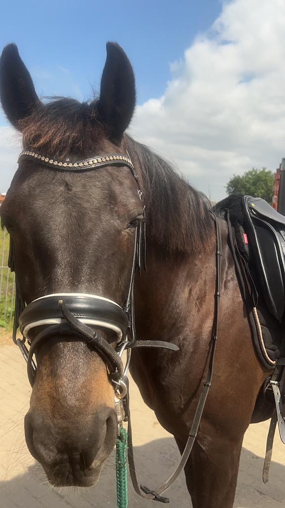 Merrie, 11 ans ou plus, Débourré, 165 à 170 cm, Avec pedigree