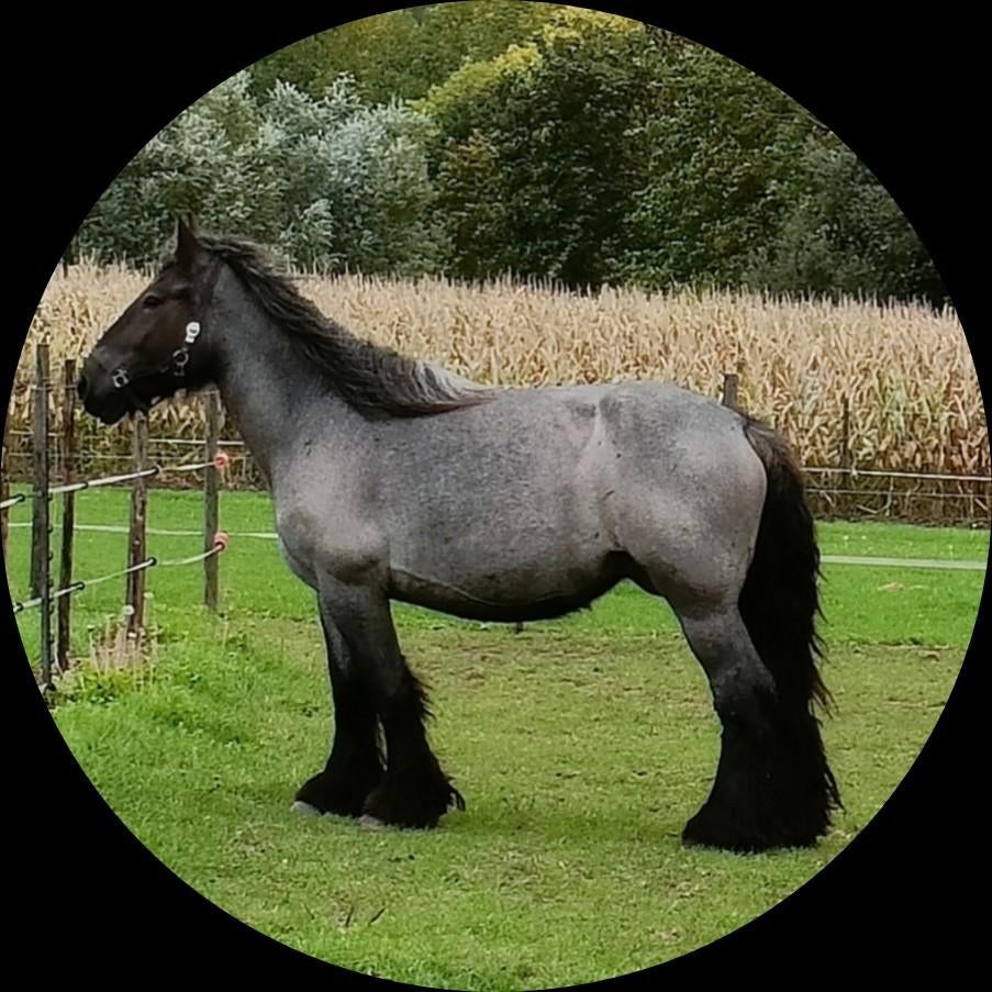 Trekpaard_ drachtig_ blauwschimmel, Animaux & Accessoires, Chevaux, Jument, Ne s'applique pas, 160 à 165 cm, 3 à 6 ans, Cheval d'attelage