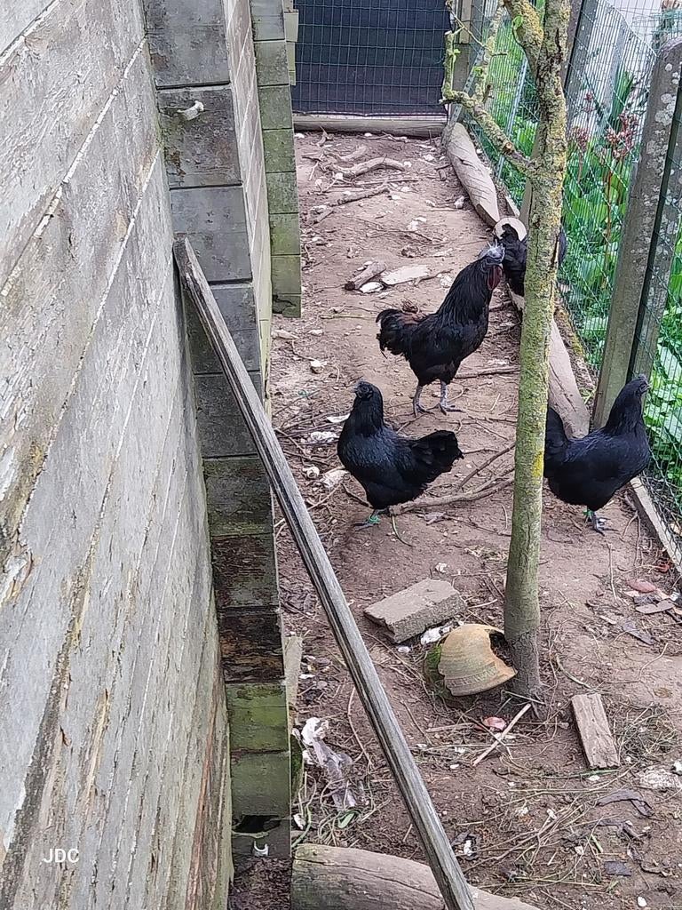 Coq Ayam Cemani ,  reproducteur 16 mois, Animaux & Accessoires, Volatiles
