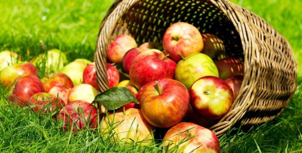 branches de pommiers, Jardin & Terrasse, 3 à 6 m³, Enlèvement, Autres essences de bois, Branches