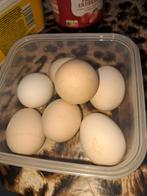 Eieren buitenloop legkippen, Dieren en Toebehoren, Ophalen