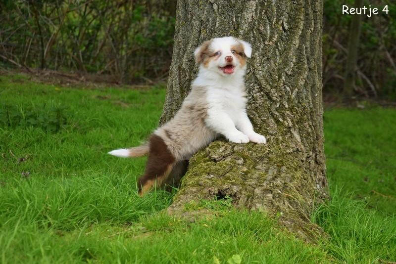 Prachtige Border Collie pups, Dieren en Toebehoren, Parvo, België, 8 tot 15 weken, Collie
