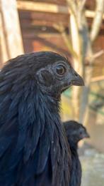 Ayam Cemani broedeieren, Dieren en Toebehoren, Pluimvee