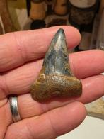 Très bel isurus hastalis de Rumst., Collections, Enlèvement ou Envoi, Fossile