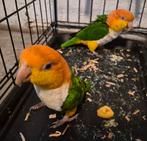 Bewezen koppel  Roestkop Caique van 2019