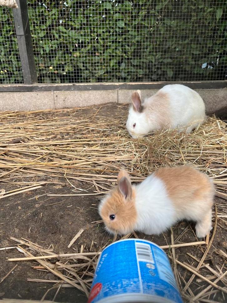Konijntjes 🐰🐰🐰, Dieren en Toebehoren, Konijnen