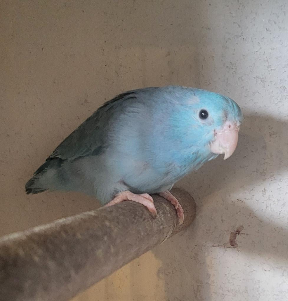 Poupée Blue Corpus, Femelle, Perroquet nain ou Inséparable