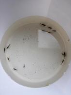 Wildkleur garnalen, Dieren en Toebehoren