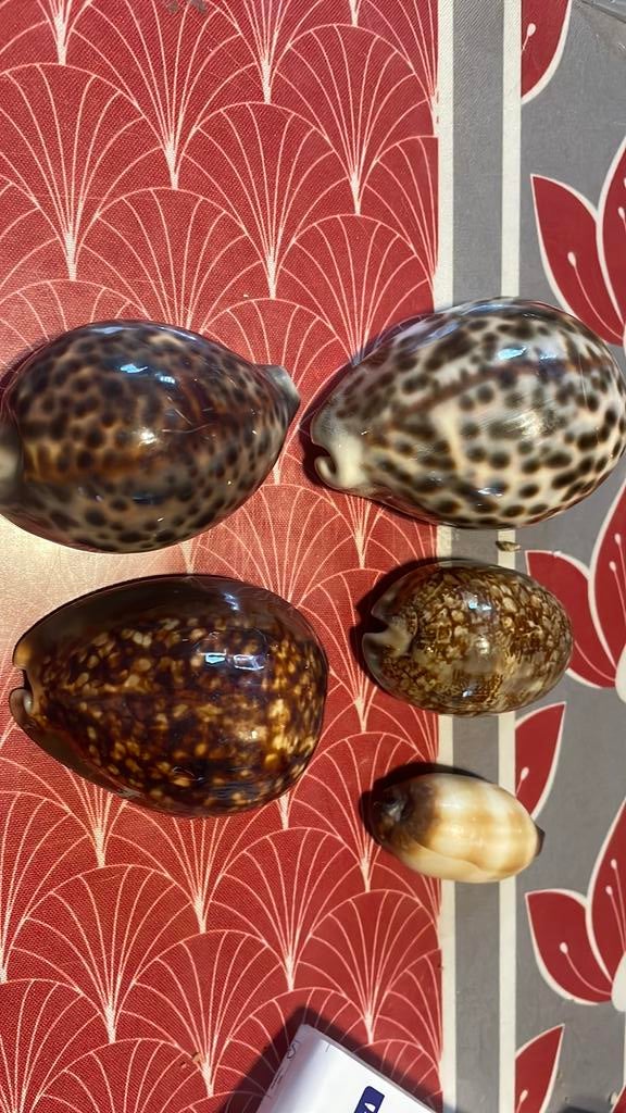 Coquillages, Enlèvement ou Envoi, Coquillage(s)