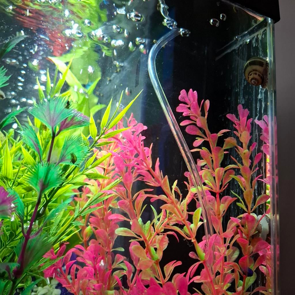 Escargot d'aquarium, Animaux & Accessoires