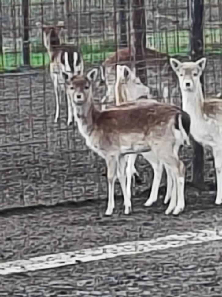Damherten ( Nog enkele stuks beschikbaar ), Dieren en Toebehoren, Schapen, Geiten en Varkens
