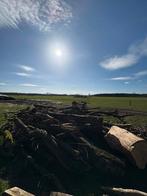 Hout op stam, 6 m³ ou plus, Enlèvement, Chêne, Troncs d'arbres