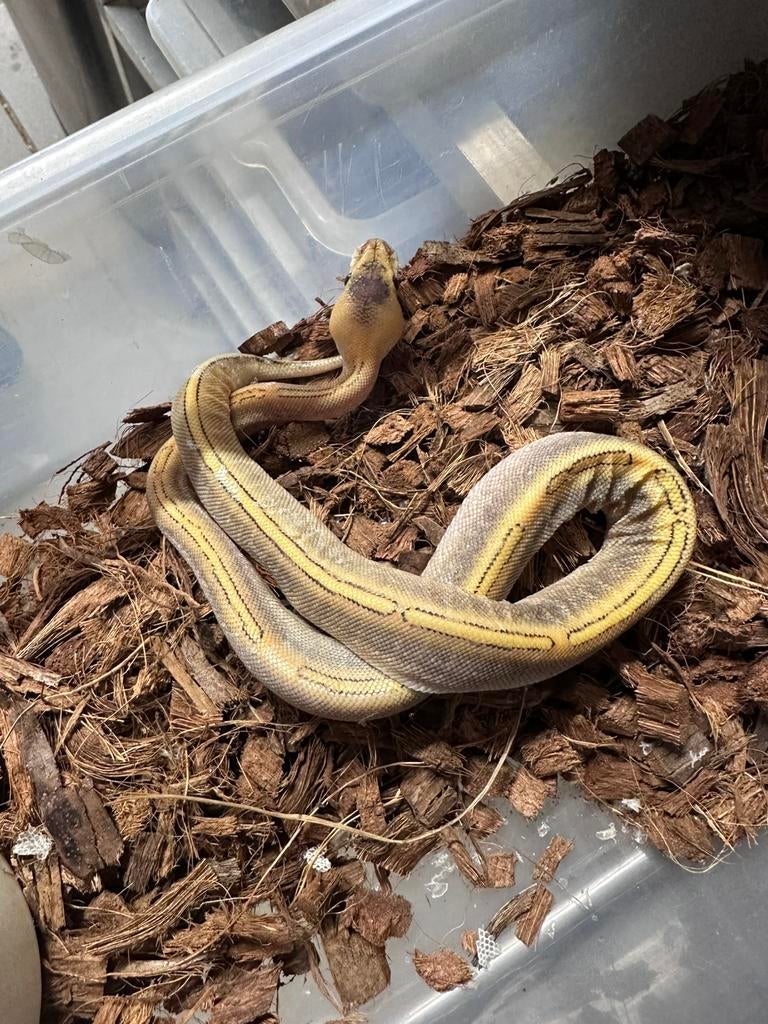 Ball python, Animaux & Accessoires