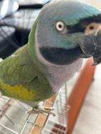 Derbyan tam praat, Dieren en Toebehoren, Tam