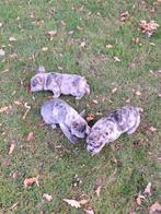 Franse bulldog, Dieren en Toebehoren, Parvo, België, Reu, 8 tot 15 weken