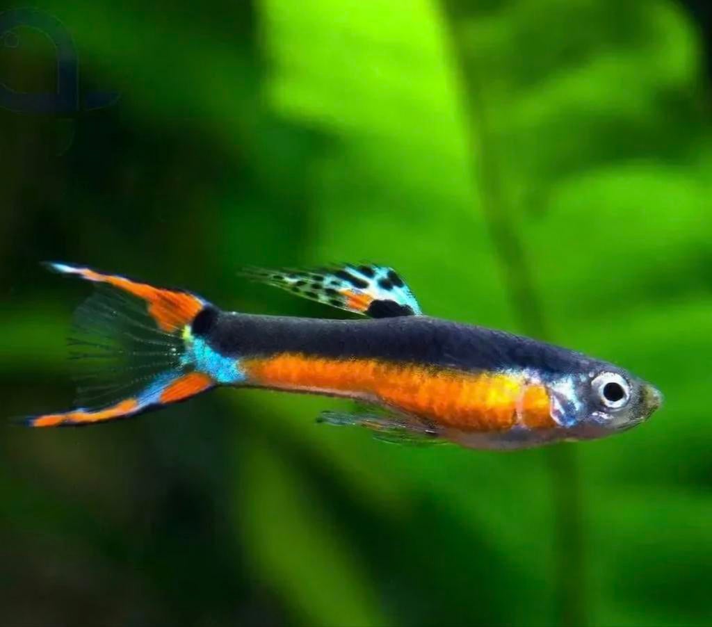 Endler's mix Santa Maria 200x, Enlèvement