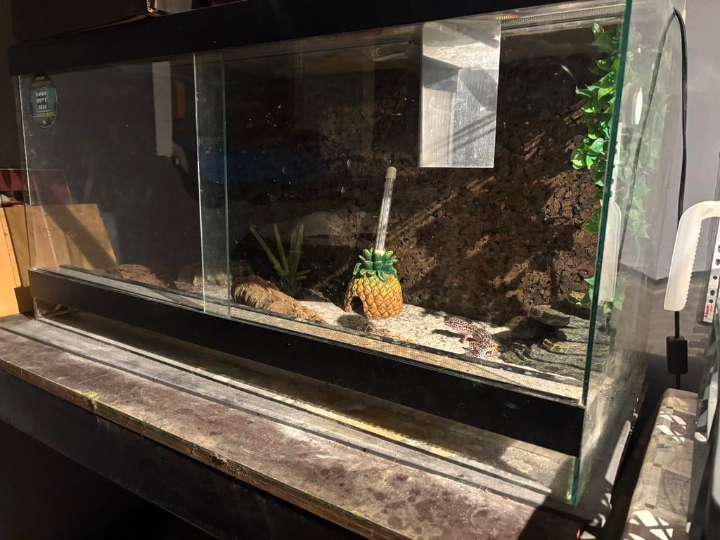 Vrouwelijke gekko te koop, Ophalen, Zo goed als nieuw, Verlichting