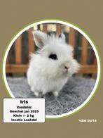 Gevaccineerde Voedster ter adoptie