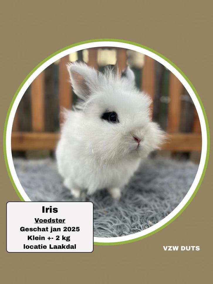 Gevaccineerde Voedster ter adoptie, Dieren en Toebehoren, Konijnen