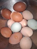 Broedeitjes, broedeieren, verrassingkuikens, Dieren en Toebehoren, Pluimvee