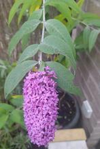 Arbuste à papillons qui attire les papillons avec ses nombre, Enlèvement