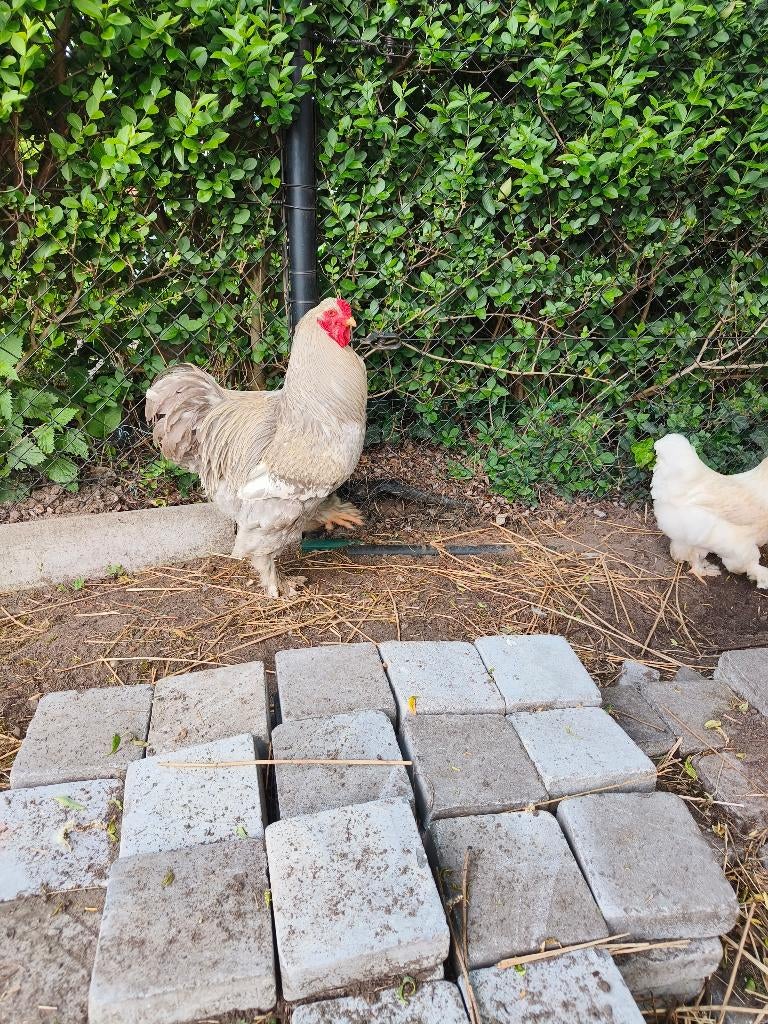 Brahma parelgrijs gepareld zeldzaam, Dieren en Toebehoren, Mannelijk, Kip