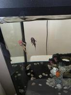 Te koop Ancistrus, Poisson, Poisson d'eau douce