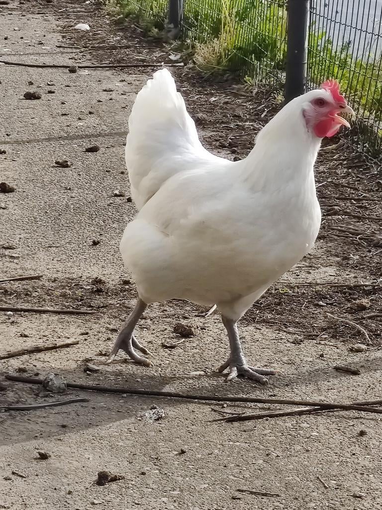 2 kippen Poule de Bresse van dit jaar, Femelle, Poule ou poulet