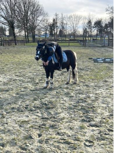 verzorg/halve stal/ lease gezocht, Dieren en Toebehoren, Paarden, Meerdere dieren, Niet van toepassing