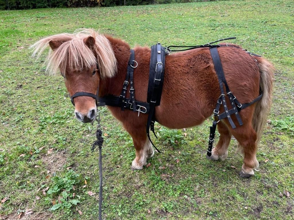 Tuig voor shetland pony, Ophalen of Verzenden, Nieuw, Recreatie
