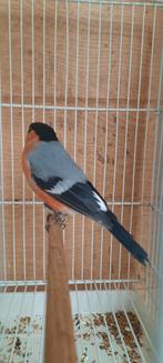 Noordse goudvink, Dieren en Toebehoren, Vogels | Overige Vogels, Mannelijk, Wildzangvogel, Geringd