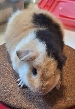 US Teddy beertje van 2 Januari 2026, Dieren en Toebehoren, Cavia, Vrouwelijk, Januari, Tam