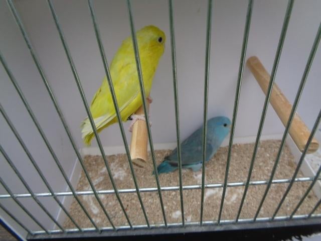 forpussen, Animaux & Accessoires, Oiseaux | Perruches & Perroquets