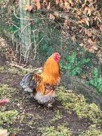 Haan zoekt nieuwe thuis, Dieren en Toebehoren, Vogels | Overige Vogels, Mannelijk