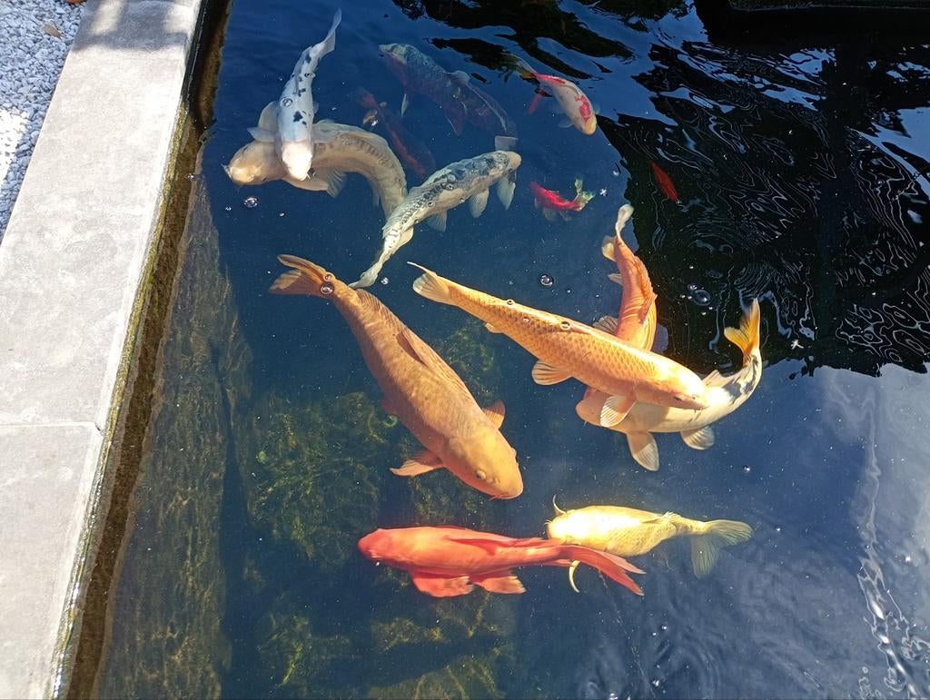 Kois groot en klein, Dieren en Toebehoren, Vissen | Vijvervissen