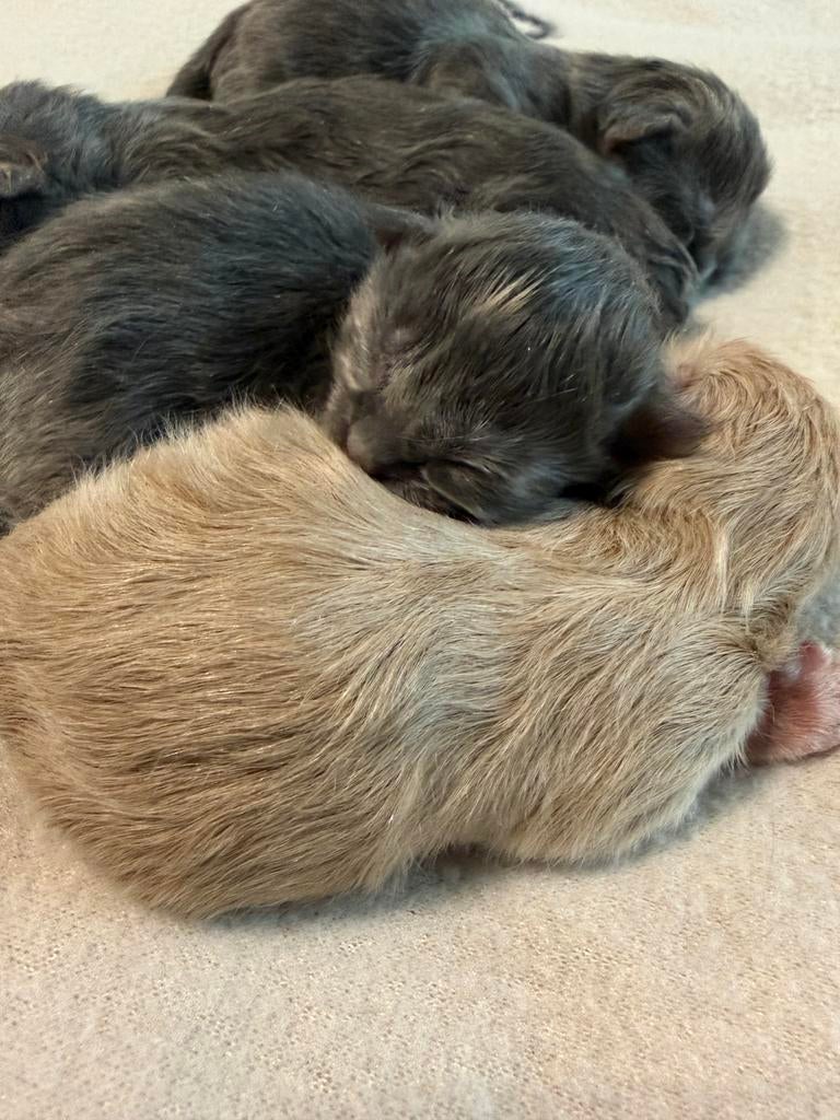 Prachtige Maine Coon kittens, Dieren en Toebehoren, Geslacht onbekend, Gechipt, 0 tot 2 jaar