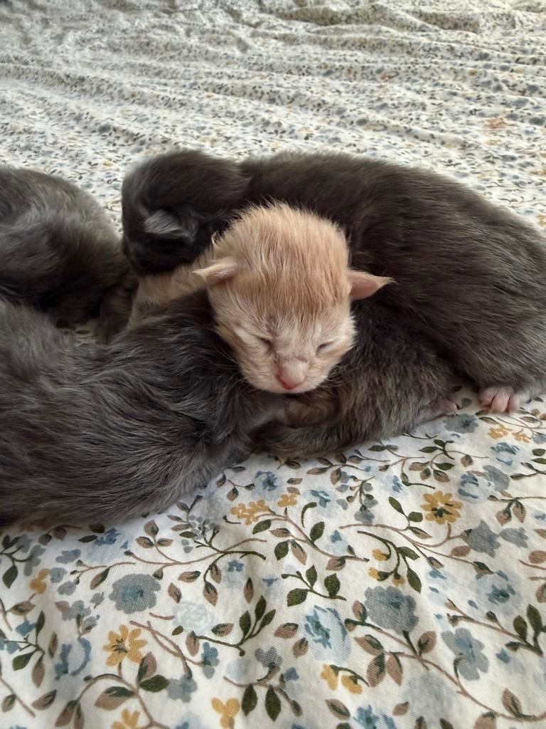 Prachtige Maine Coon kittens, Sexe inconnu, Vermifugé, 0 à 2 ans