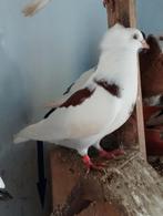 Sierduifje, Dieren en Toebehoren