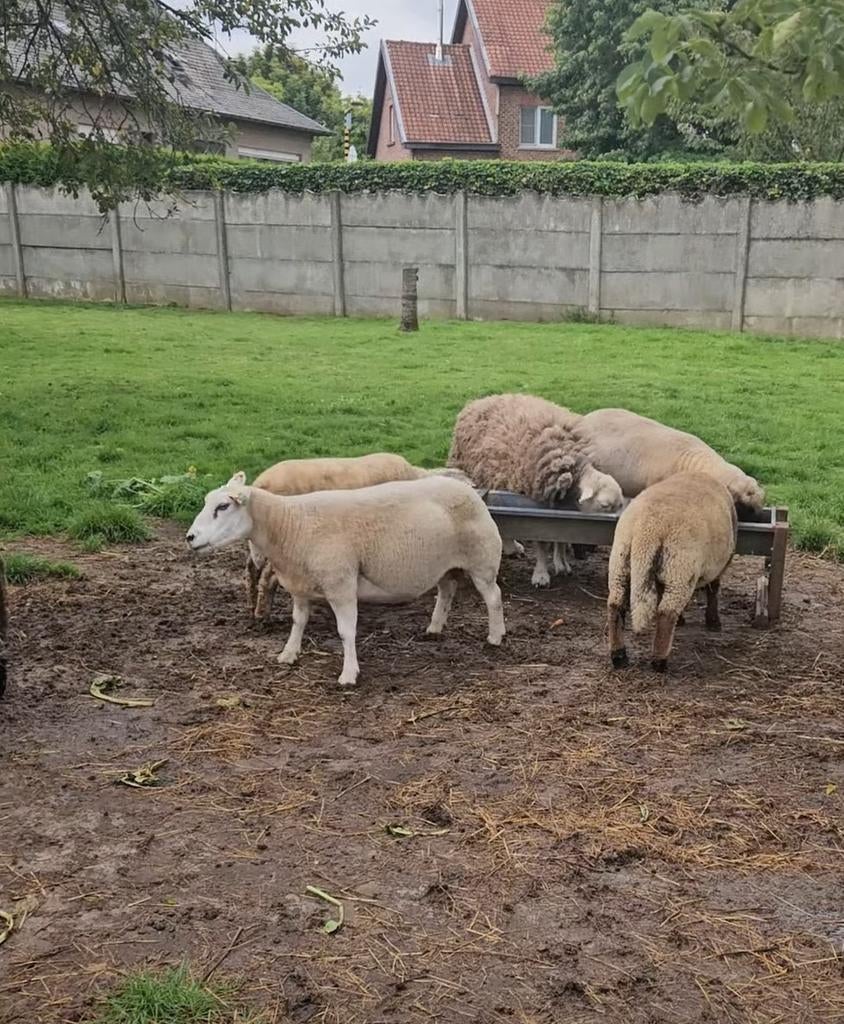 Groot lot schapen te koop, Dieren en Toebehoren, Schapen, Geiten en Varkens